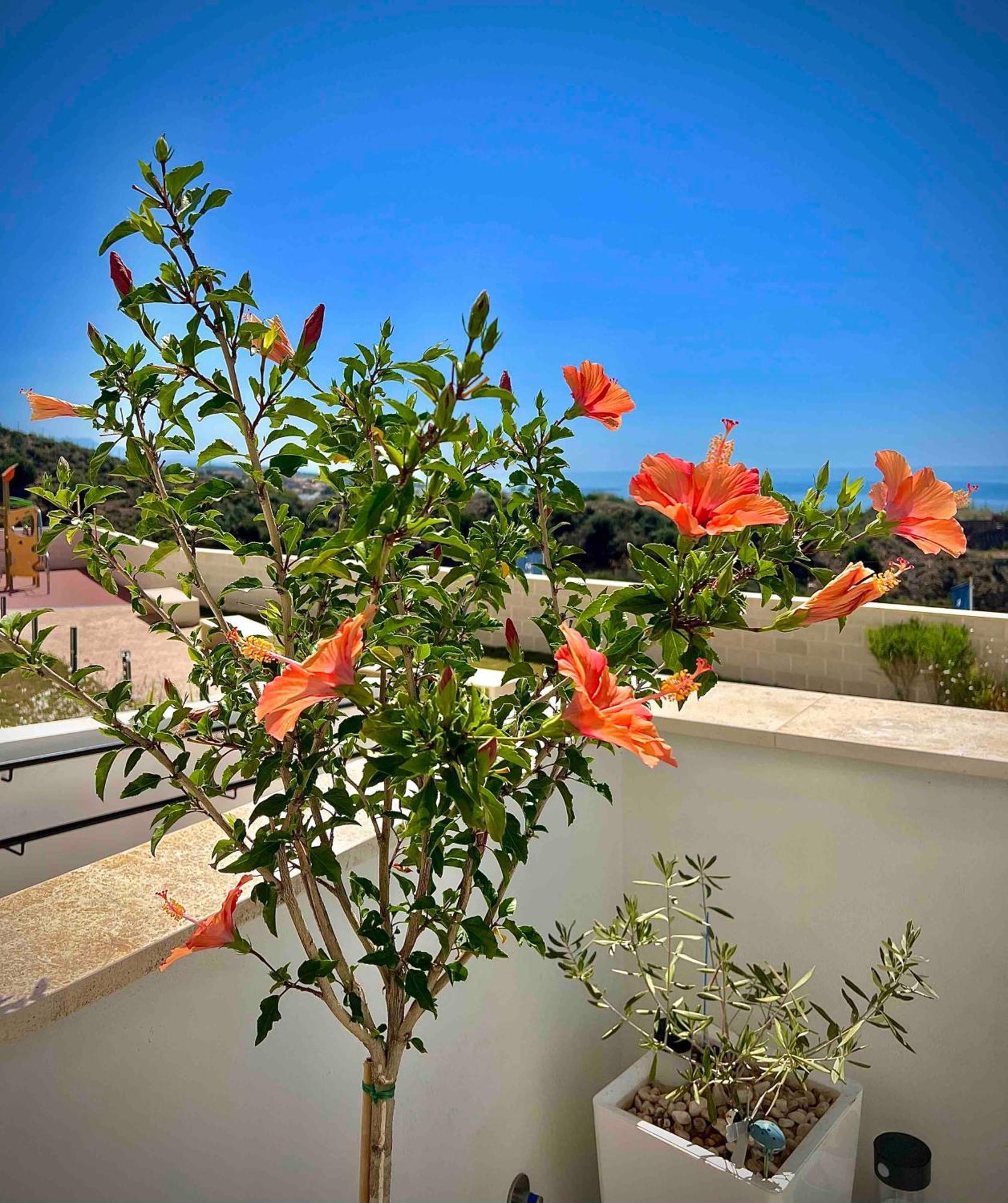 Rincon Idilia Διαμέρισμα Rincón de la Victoria Εξωτερικό φωτογραφία